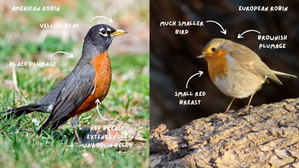How Long Does a Robin Live?