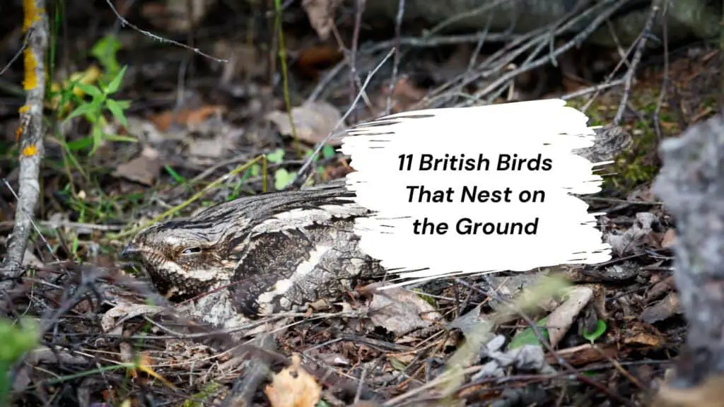 11 British Birds That Nest on the Ground – Birds in my back garden