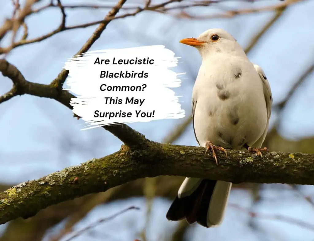 Are Leucistic Blackbirds Common? This May Surprise You!